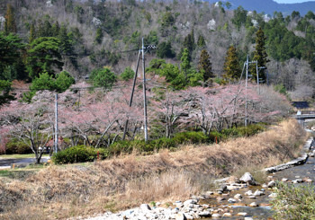 kyanpu3030.JPG