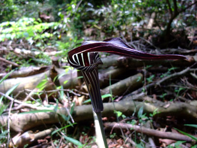 mamusigusa024.jpg