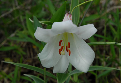 sasayuri019.jpg