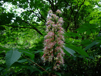 tochi044.jpg