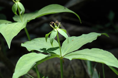 tukubane057.jpg